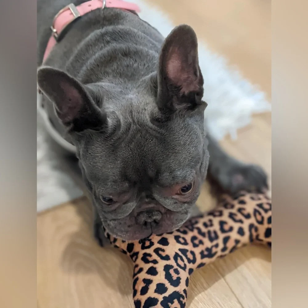 Leopard DG Dog Toy